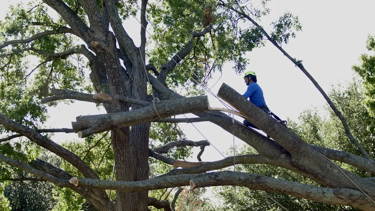 Professional Crown Thinning performed by certified arborists in Newton Center