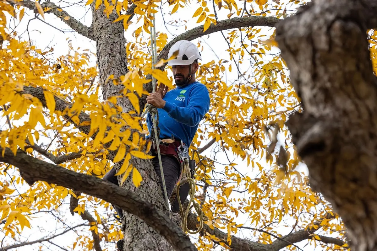 Skilled Tree Pruning crew working in Newton Center